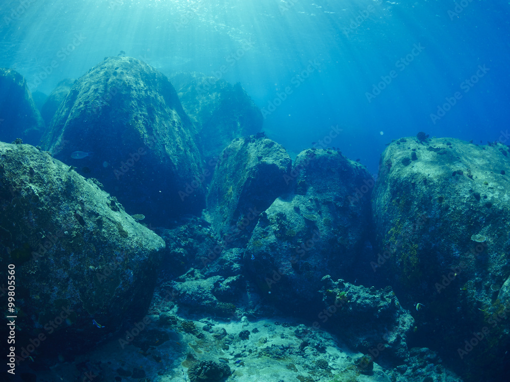 Fototapeta premium podmorski