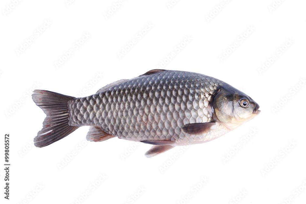 Fototapeta premium Crucian carp