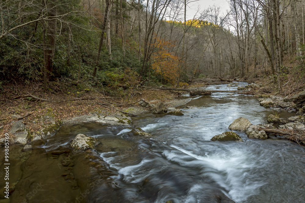 Stream Winding Through a Forest - Tennessee