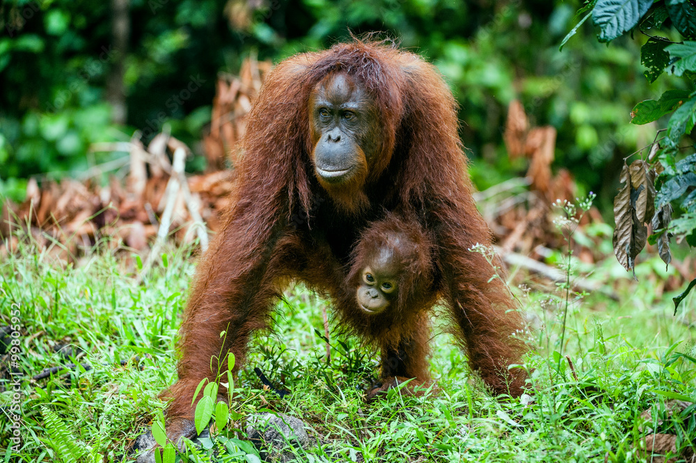 Fototapeta premium A female of the orangutan with a cub in a native habitat. Bornean orangutan (Pongo o pygmaeus wurmmbii) in the wild nature.