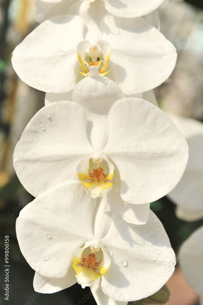 white Orchid white Orchid