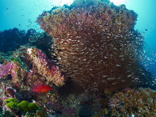 Ricefish / Glassfish photo