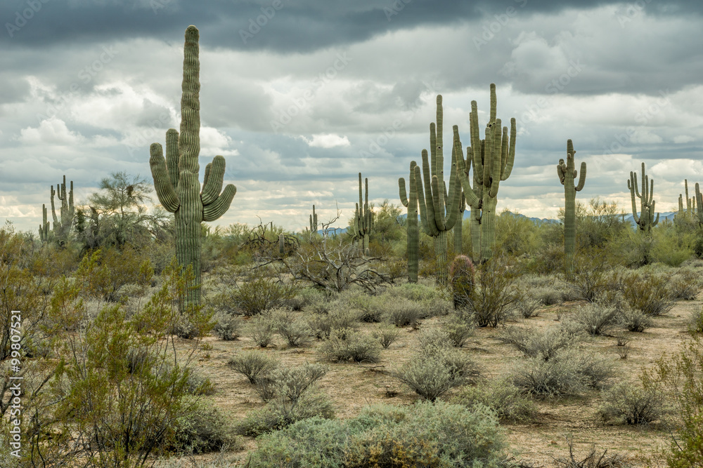 The Rugged Desert of the Southwest USA

