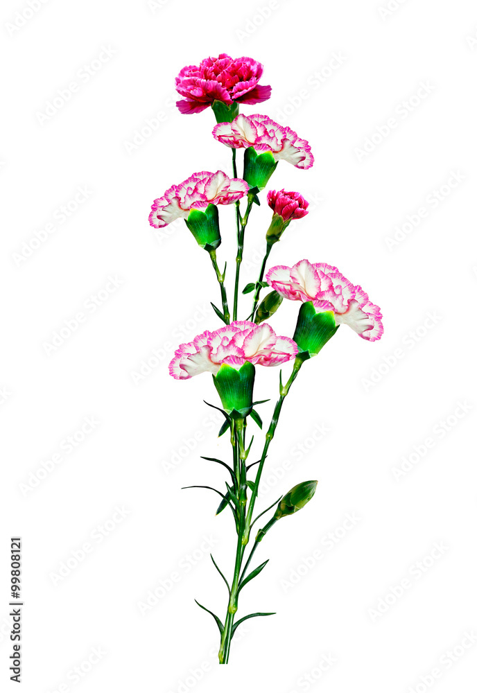Bouquet of flowers carnation. Bouquet of flowers carnation.