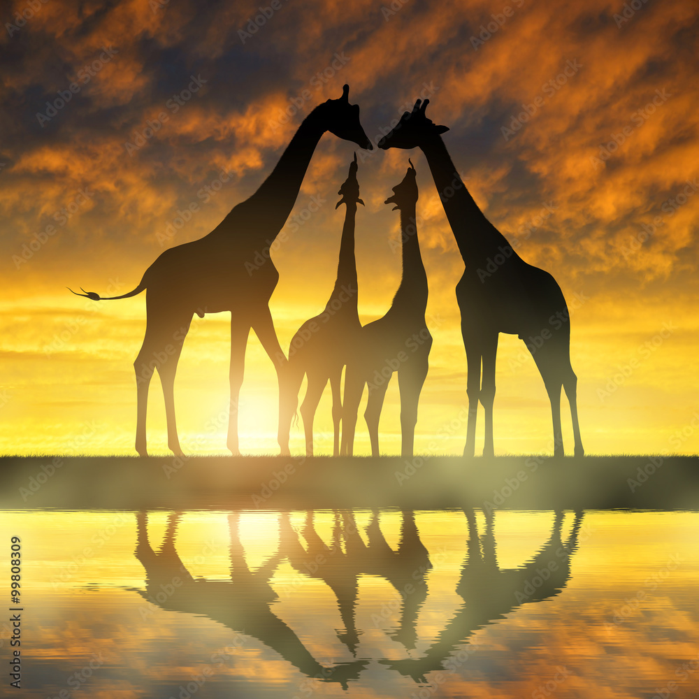 Obraz premium Herd of giraffes at sunset