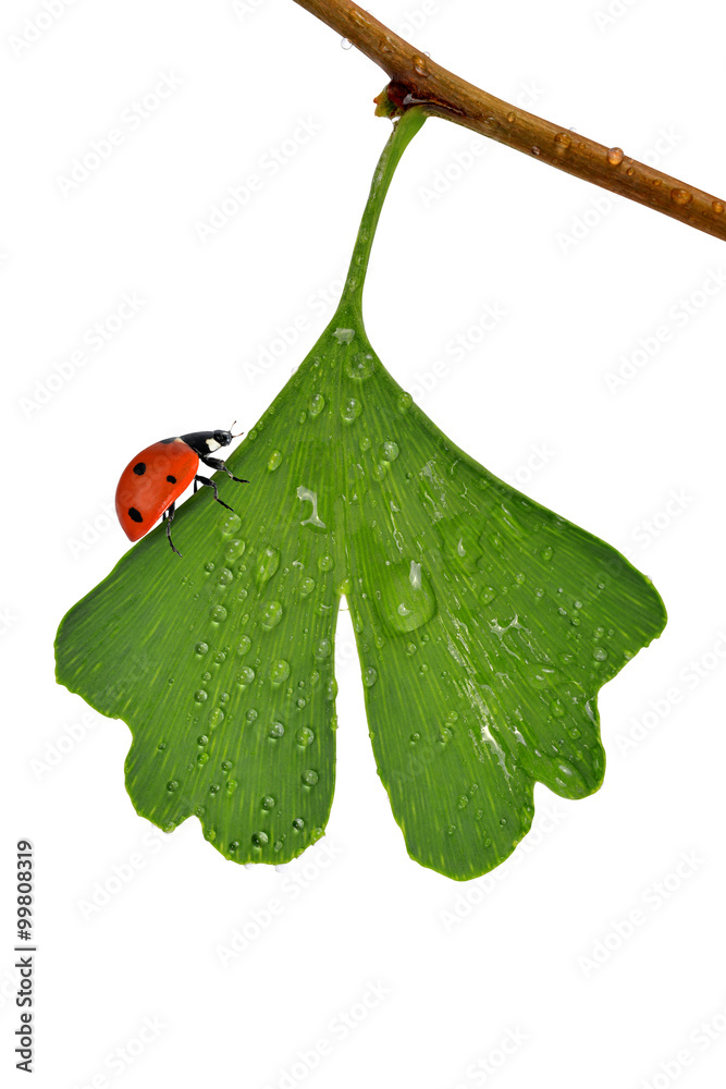 Naklejka premium ginkgo biloba leaf with dew drops and ladybug isolated on white background