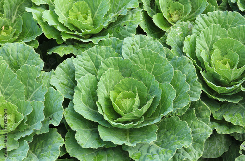 Wallpaper Mural view of a freshly growing cabbage field Torontodigital.ca