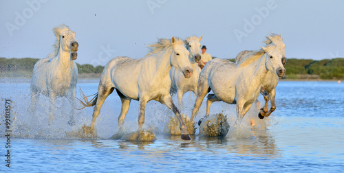 Herd of White Camargue Horses running on the water .