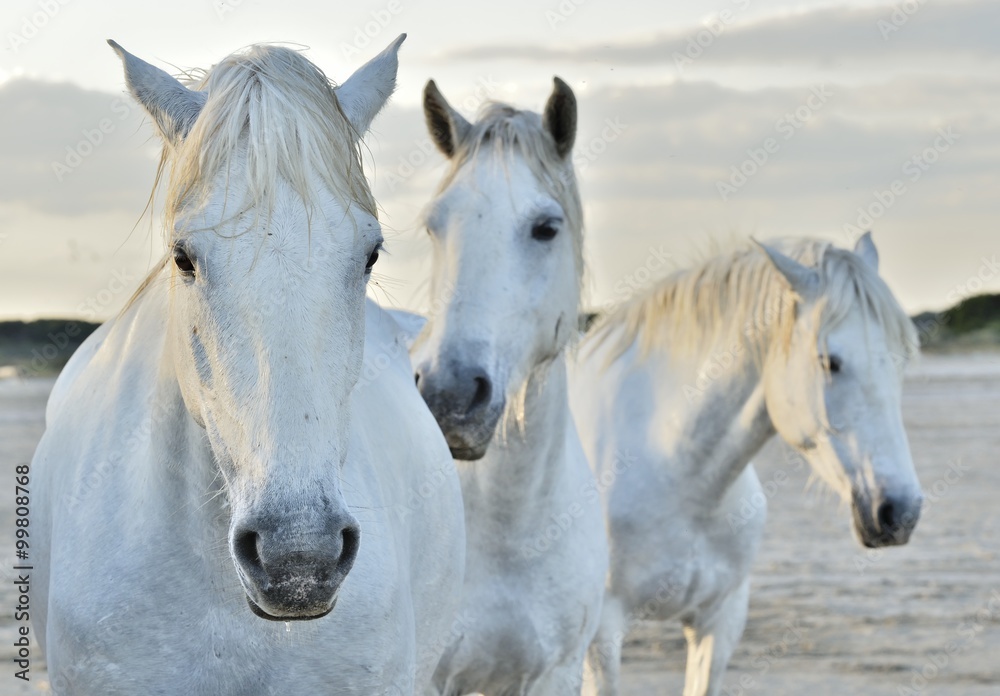 white horse portrait on natural background. Close up. white horse portrait on natural background. Close up.