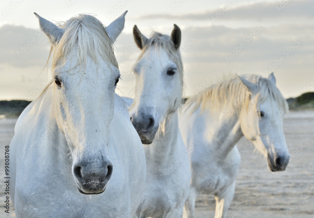 white horse portrait on natural background. Close up.