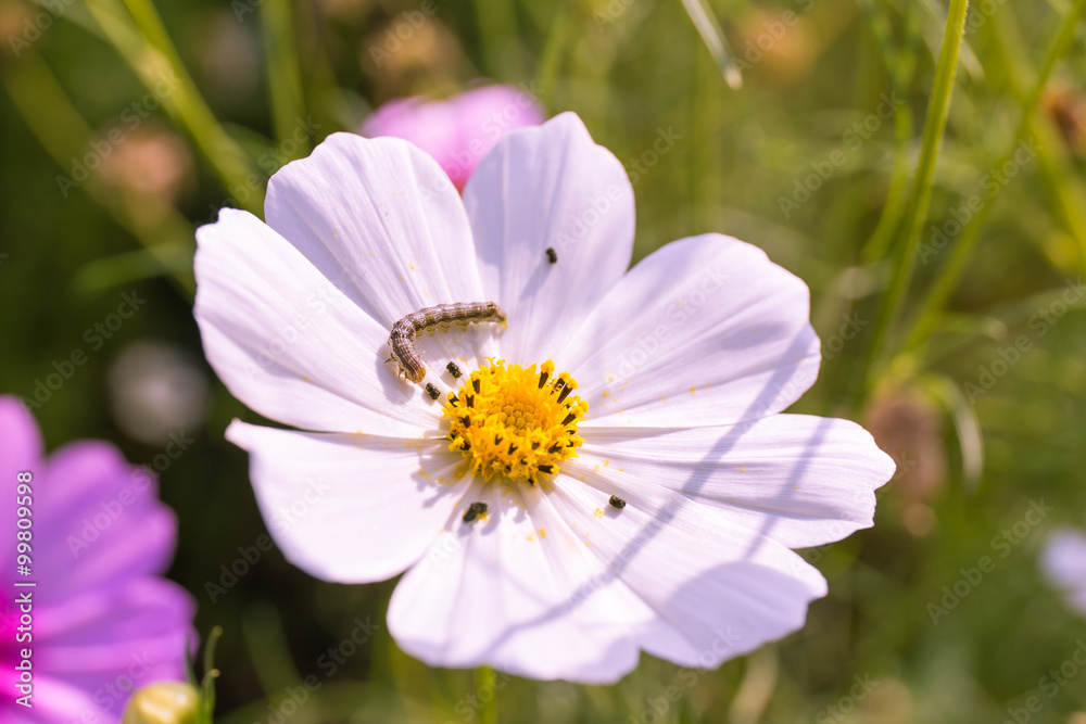 Closeup Cosmos flowers and Caterpillar worm in garden Closeup Cosmos flowers and Caterpillar worm in garden