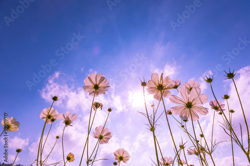 purple, pink, red, cosmos flowers in the garden with blue sky and sunlight background in vintage style soft focus.