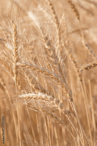 field of wheat as a background