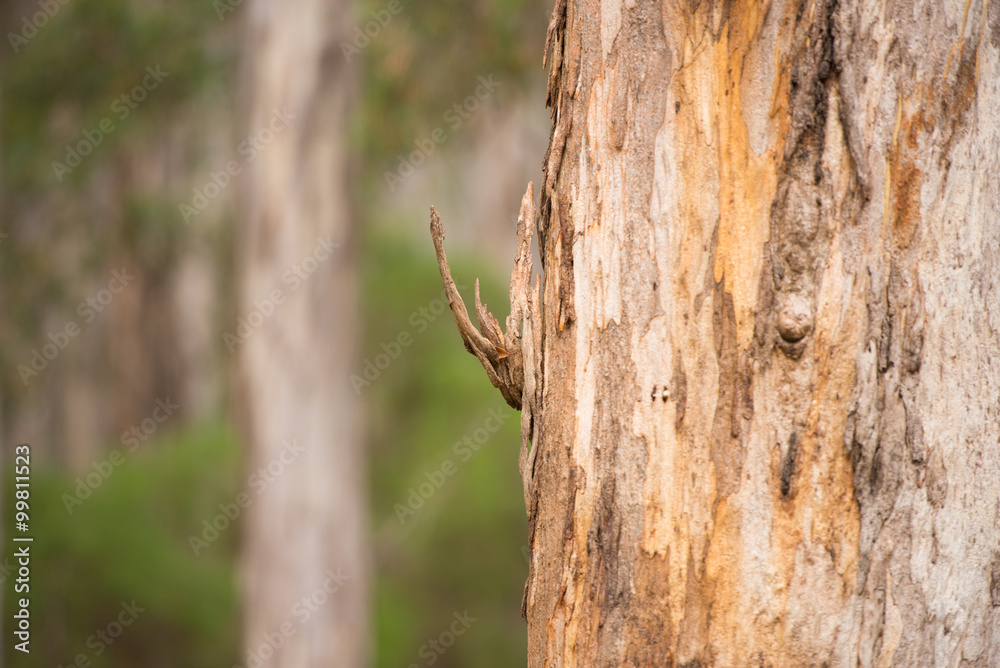 Karri Tree Eucalyptus Forest Australia Karri Tree Eucalyptus Forest Australia