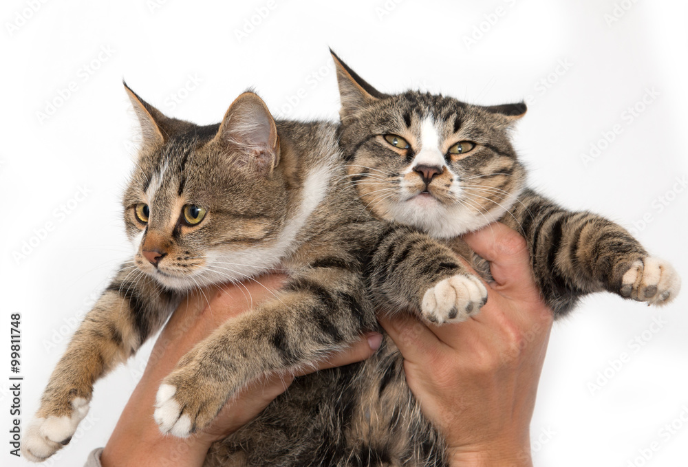 Obraz premium two cats in the hands of