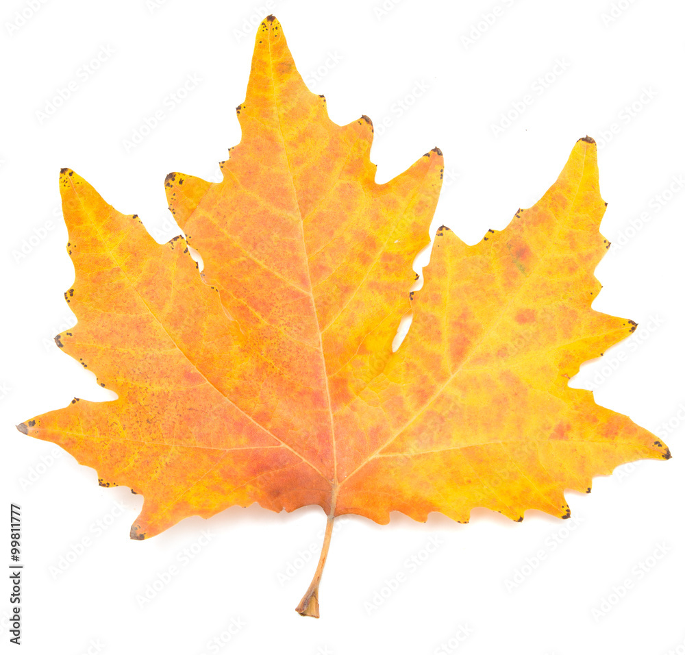 autumn maple leaf on a white background autumn maple leaf on a white background