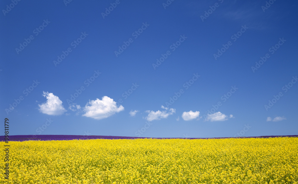 Flower field and blue sky with clouds. Flower field and blue sky with clouds.