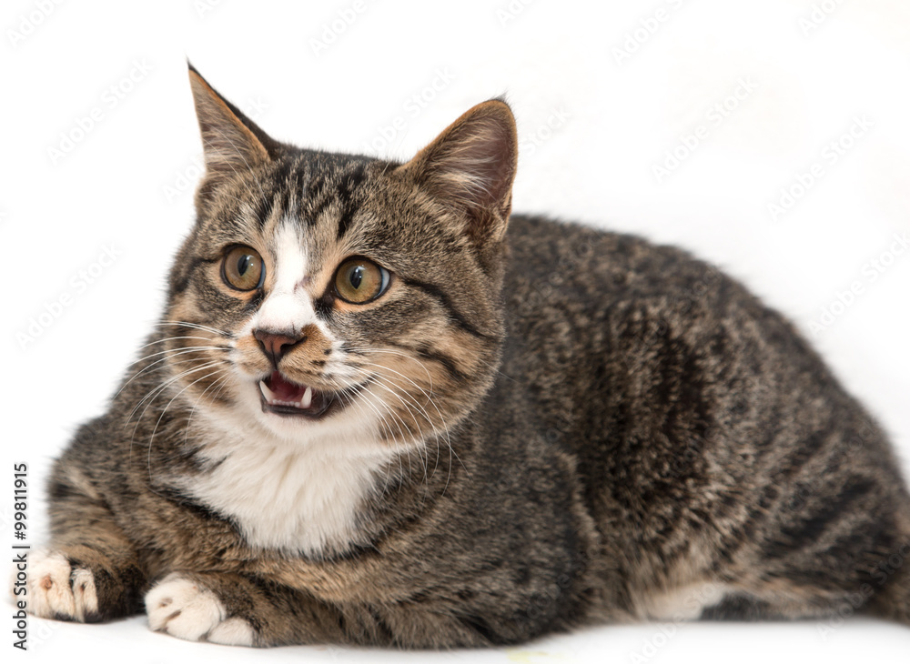 Obraz premium Spotted cat on a white background