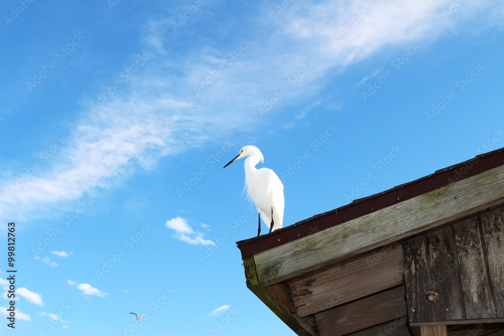 Little egret (Egretta garzetta) standing on the roof against the blue sky,Sanibel Island, Florida, USA Little egret (Egretta garzetta) standing on the roof against the blue sky,Sanibel Island, Florida, USA
