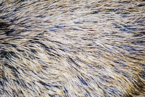 Wildschweinfell