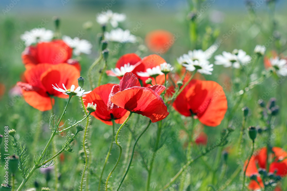 Obraz premium red poppies flower spring season