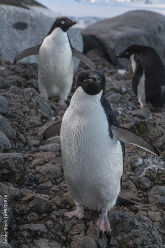 Adélie Penguins.