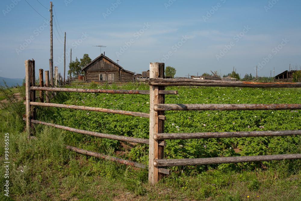 A field of flowering potato behind a fence. Lena river. Yakutia.