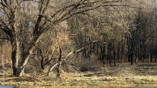 In the forest, after the december's storm