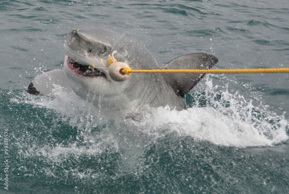 Obraz premium requin blanc
