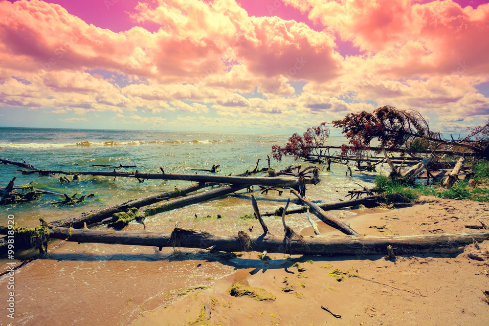 Wild desert beach with fallen dead trees. Cape Kolka, Latvia