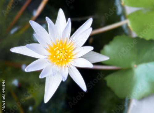 white lotus or water lily in the pond