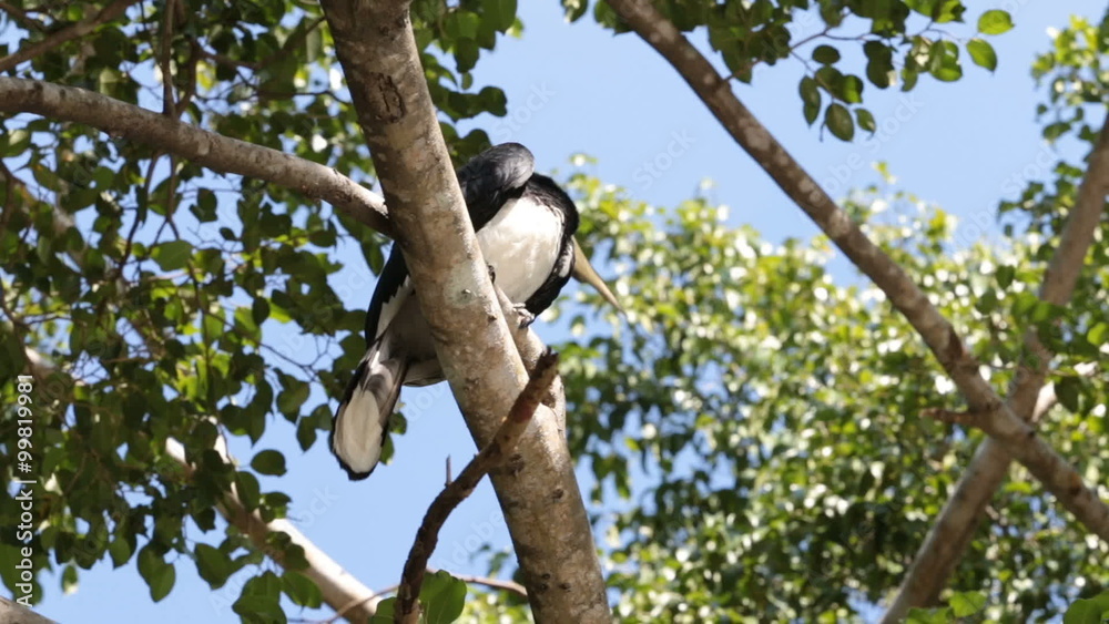 Hornbill on a tree HD Hornbill on a tree HD