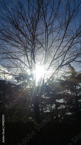 alberi abbracciati dal sole