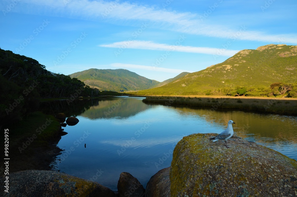 A seagull is sitting on a stone right at the Tidal river in Wilson Promontory National Park