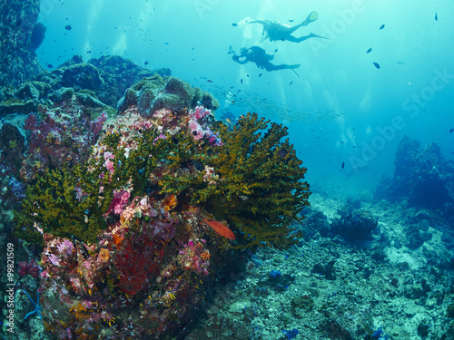Fototapeta Naklejka Na Ścianę i Meble -  soft coral with diver