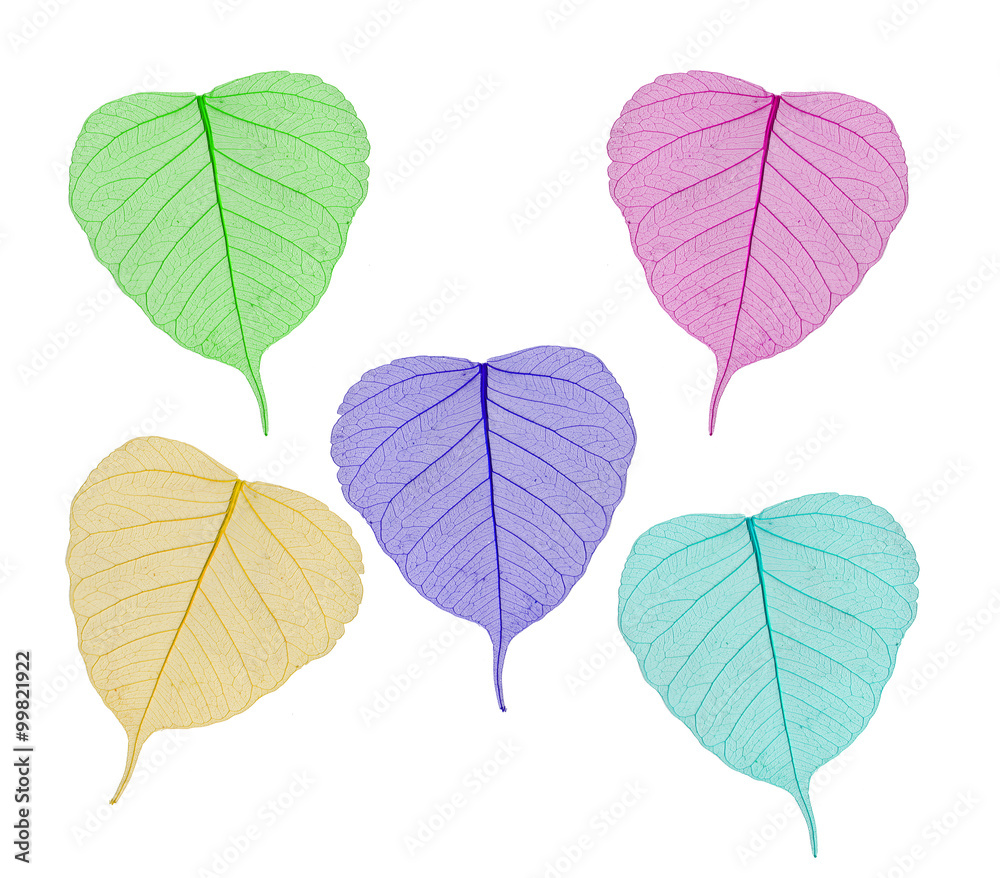 colorful sceleton leaves bodhi , macro, isolated on white