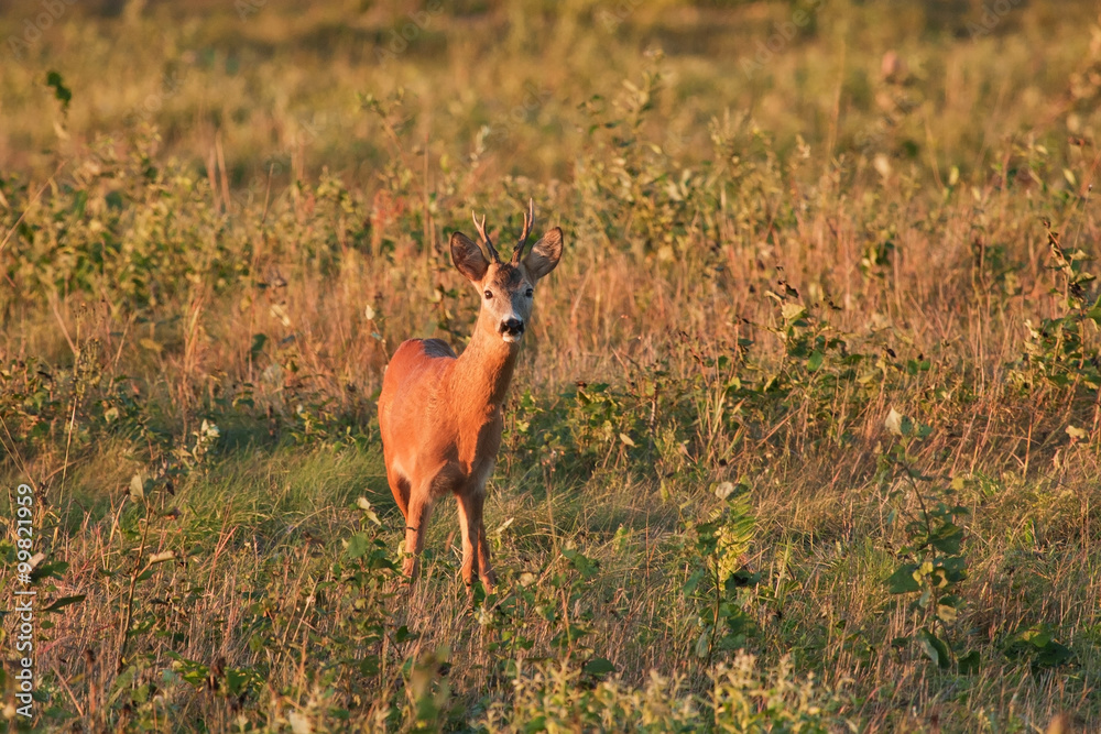 Roe deer (Capreolus capreolus) Roe deer (Capreolus capreolus)