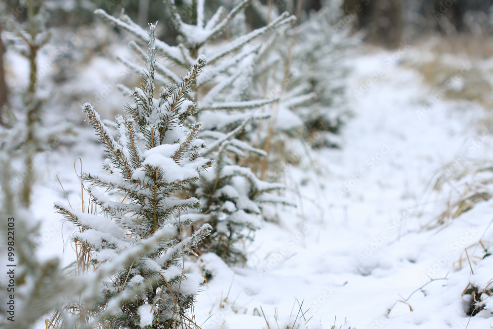 Small spruce covered snow in snowy tree nursery