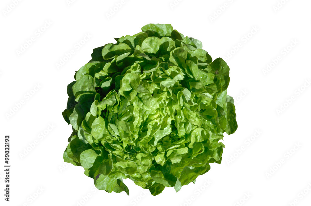 laitue feuille de chêne verte laitue feuille de chêne verte