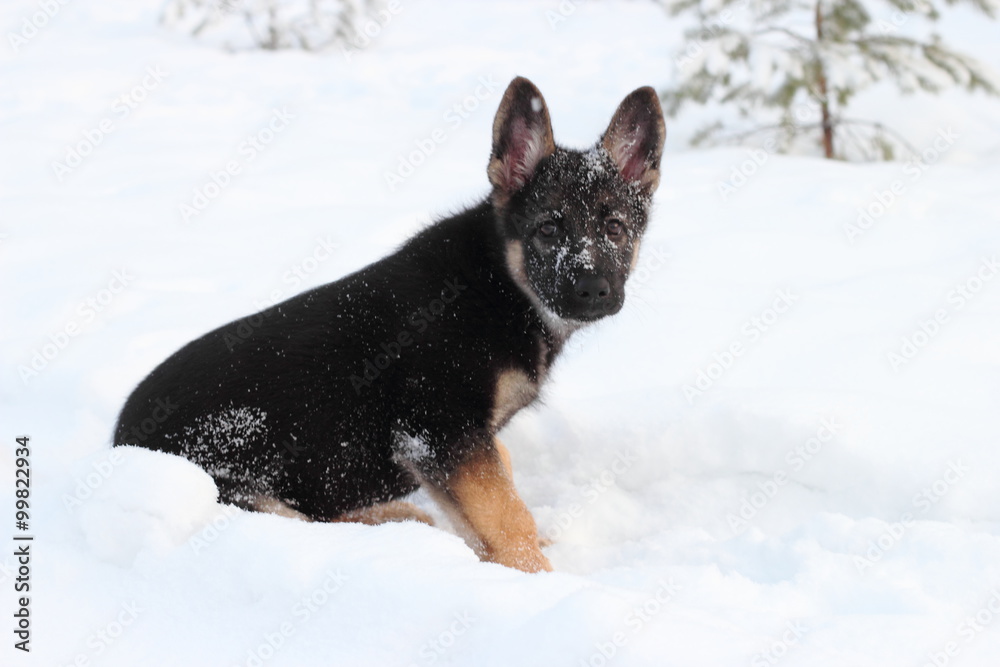 German shepherd puppy