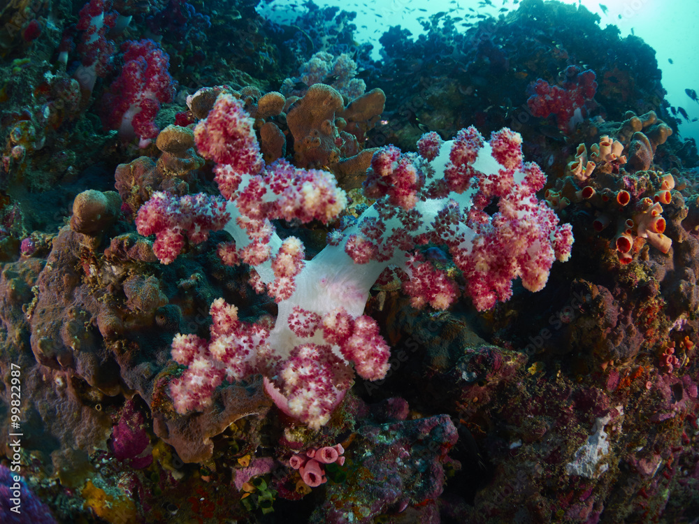 soft coral with diver soft coral with diver