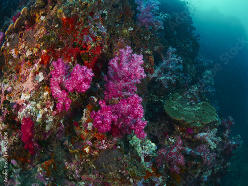 Fototapeta Naklejka Na Ścianę i Meble -  soft coral with diver