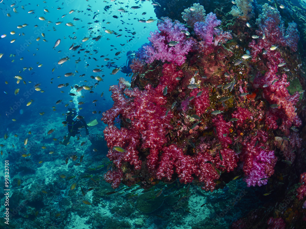 soft coral with diver