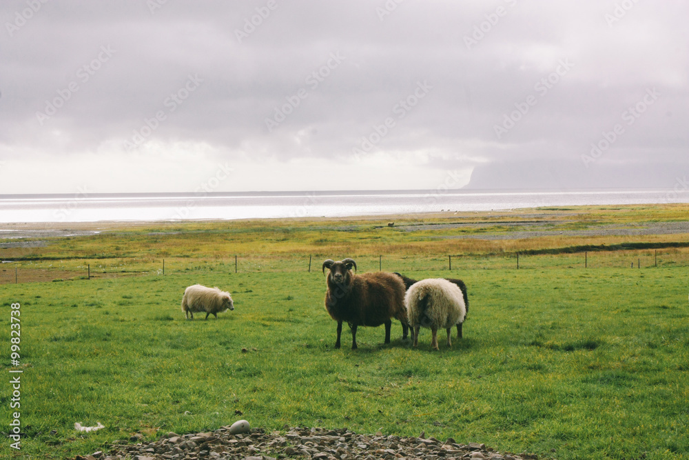 Sheep near ocean in Iceland, beautiful landscape Sheep near ocean in Iceland, beautiful landscape