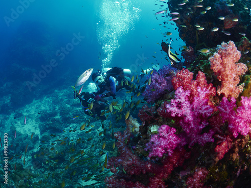 Wallpaper Mural soft coral with diver Torontodigital.ca