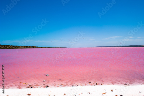 Pink Lake Australia Birds photo