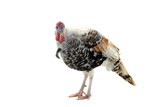 silvery turkey-cock