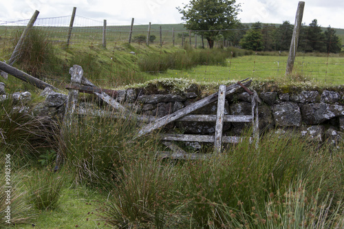Fototapeta Naklejka Na Ścianę i Meble -  Dartmoor