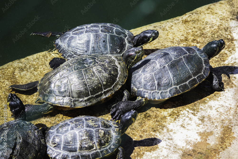 Turtles