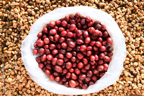 red ripe coffee on coffee beans backgournd.